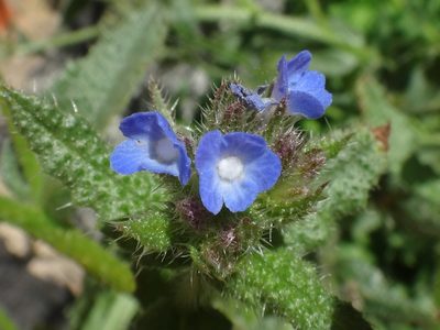 Anchusa arvensis, photographed by Christian Berg