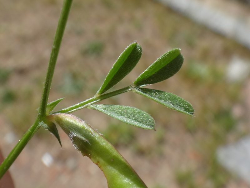 Vicia lathyroides, photographed by Christian Berg