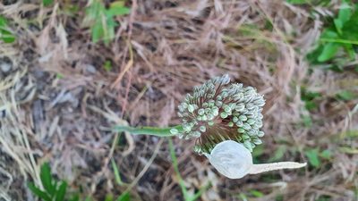 Allium polyanthum