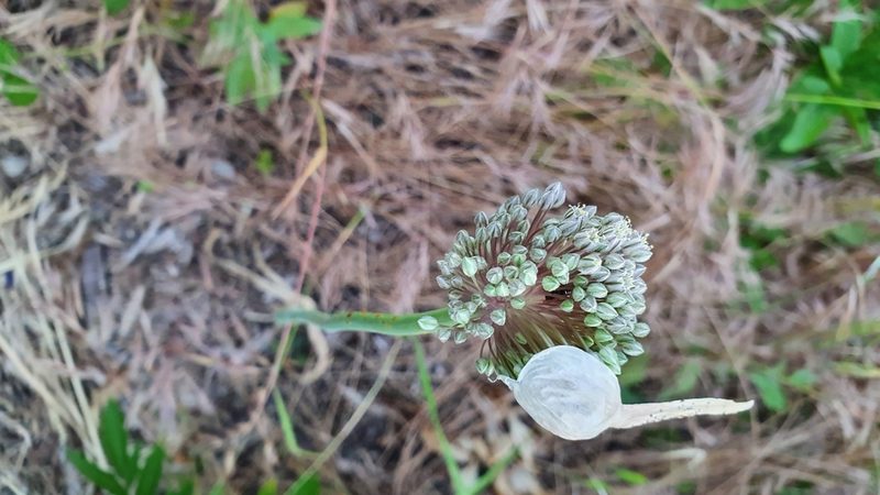 Allium polyanthum, photographed by Andrea Meucci