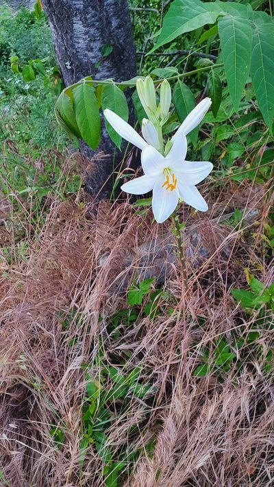 Lilium candidum, photographed by Andrea Meucci