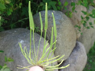 Ranunculus minimus, photographed by Christian Berg