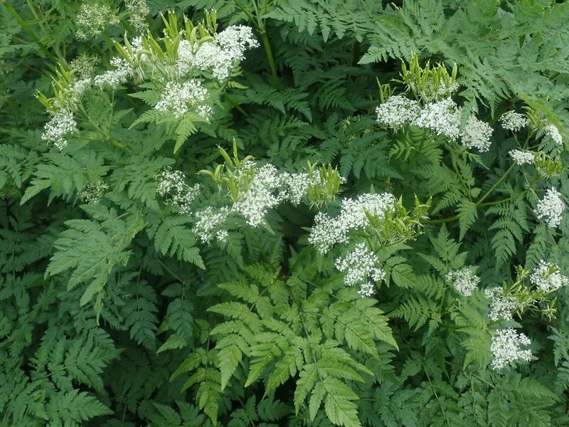 Myrrhis odorata, photographed by agujaceratops