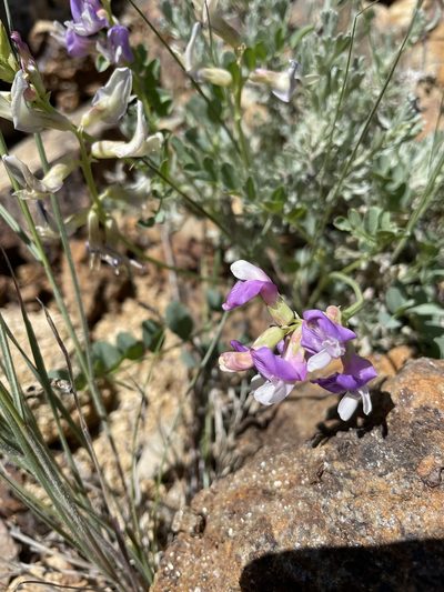 Astragalus oophorus, photographed by Rachel Lee Harper