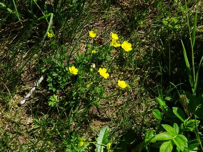 Ranunculus bulbosus, photographed by Christian Berg
