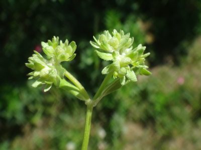 Valeriana locusta, photographed by Christian Berg