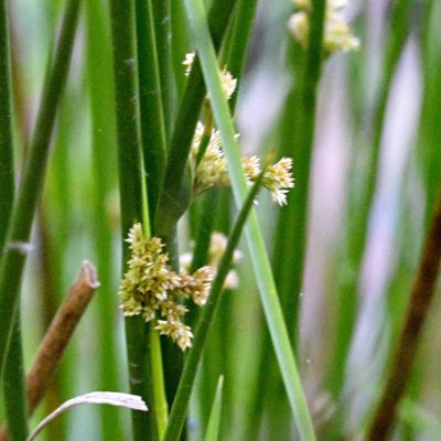 Juncus effusus, photographed by Petr Harant