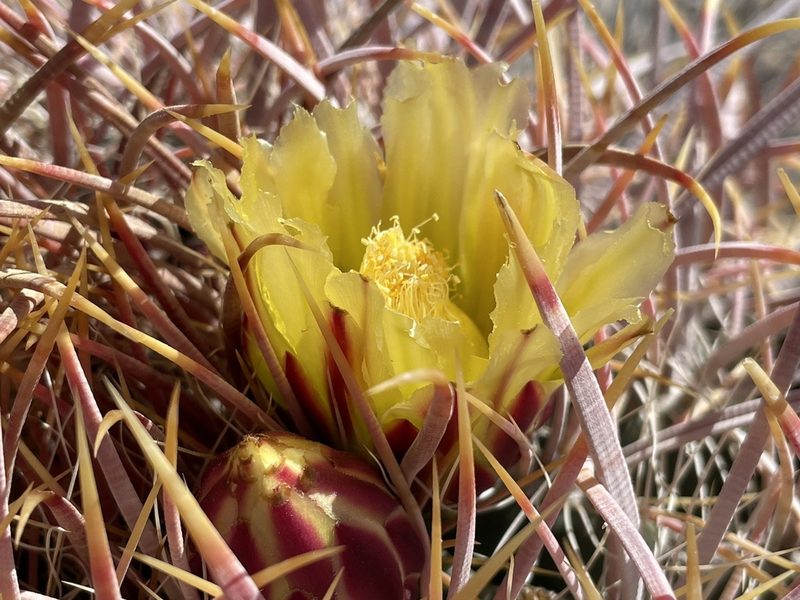 Ferocactus acanthodes, photographed by Bobby McCabe
