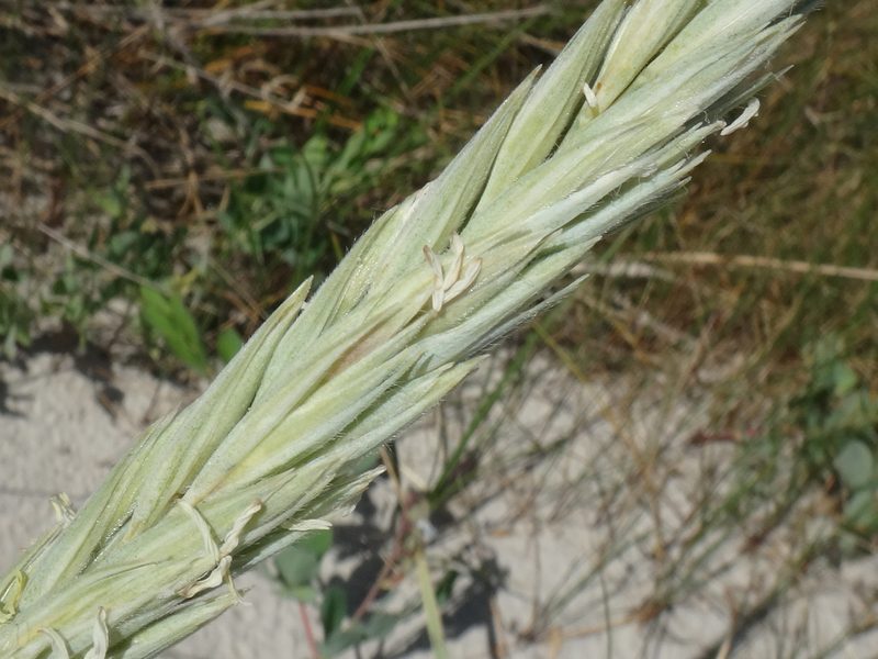 Leymus arenarius, photographed by Christian Berg