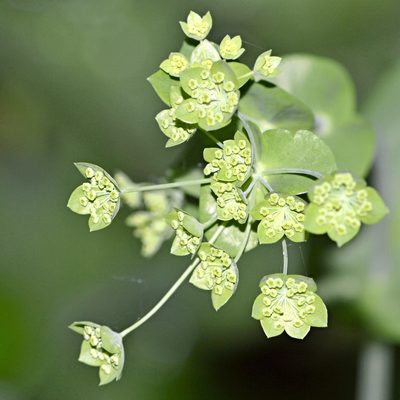 Bupleurum longifolium, photographed by Petr Harant