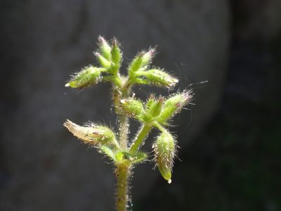 Cerastium glomeratum, photographed by Christian Berg