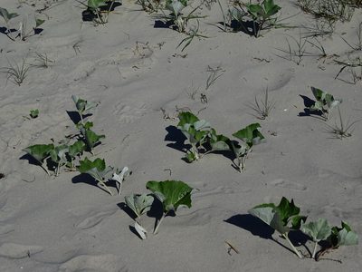 Petasites spurius, photographed by Christian Berg