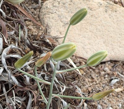 Albuca longipes, photographed by Nicola van Berkel