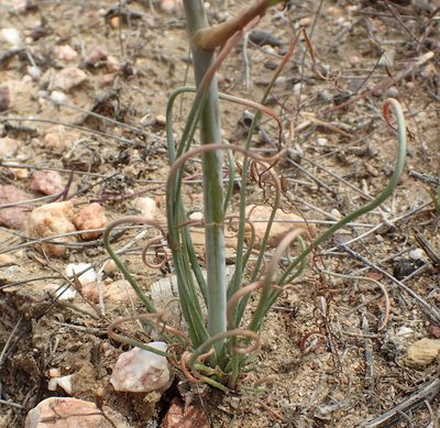 Albuca viscosa