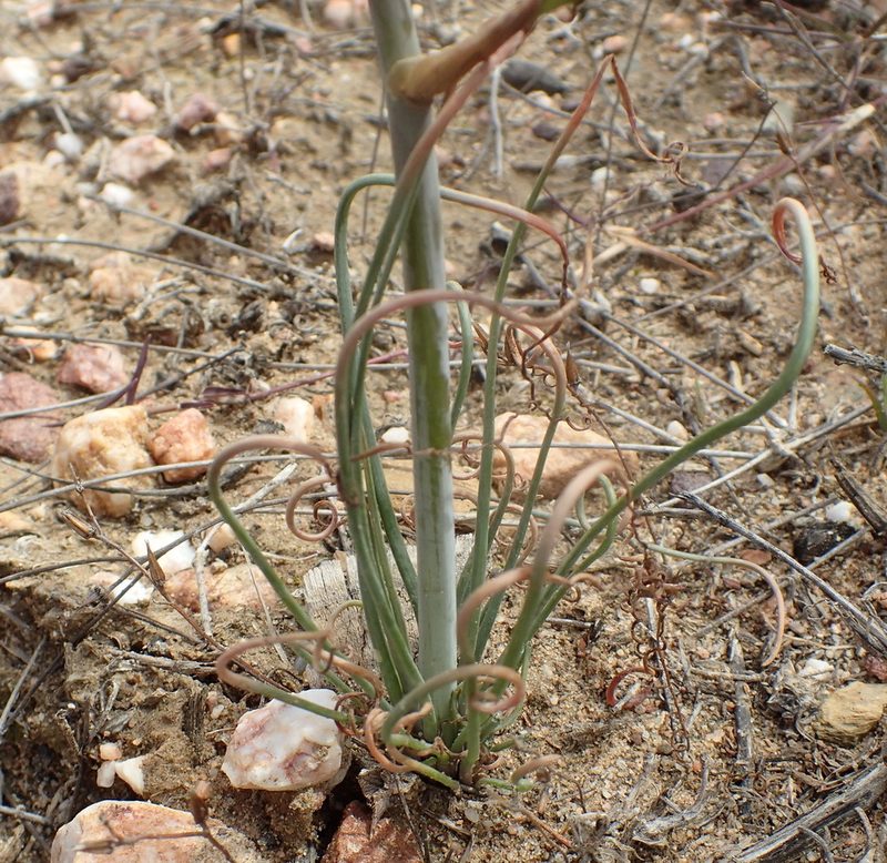 Albuca viscosa, photographed by Nicola van Berkel