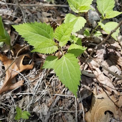 Ageratina altissima, photographed by Nash Turley