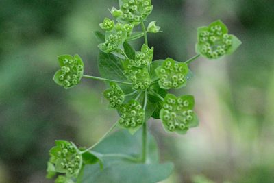 Bupleurum longifolium, photographed by Petr Harant