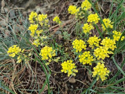 Alyssum gmelinii, photographed by Erwin Gruber