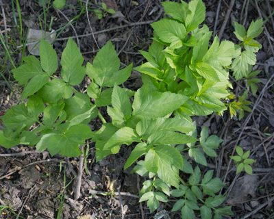 Angelica archangelica, photographed by Anastasia_Surkova