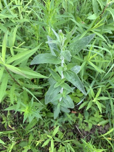 Pycnanthemum verticillatum, photographed by Peter Goodspeed