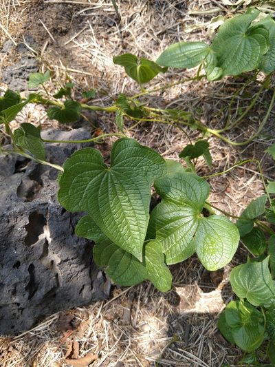 Dioscorea galeottiana, photographed by Jordi Martínez Martínez