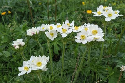 Anemonastrum narcissiflorum, photographed by Attila Oláh