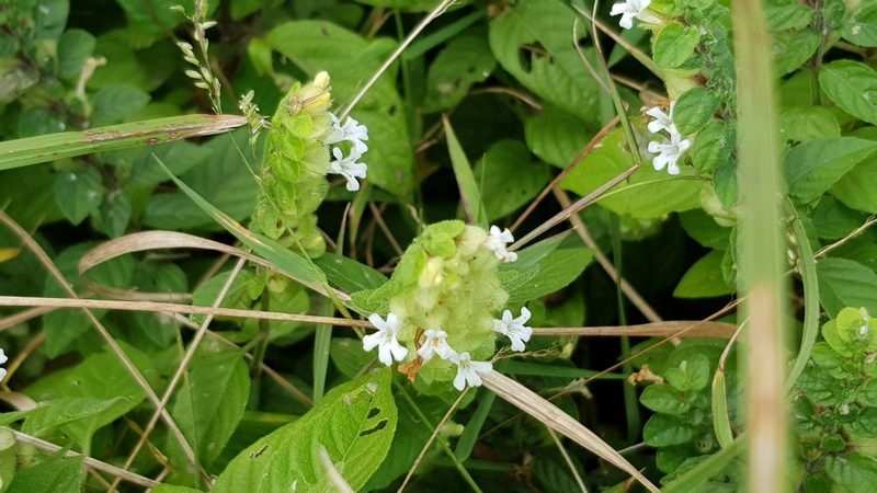 Phaulopsis imbricata, photographed by Margaret Burger