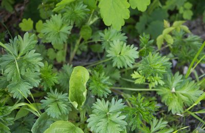 Potentilla intermedia, photographed by Anastasia_Surkova