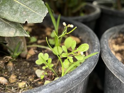 Cardamine occulta, photographed by Pavel Kacl