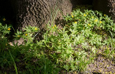 Anemonoides ranunculoides, photographed by Anastasia_Surkova