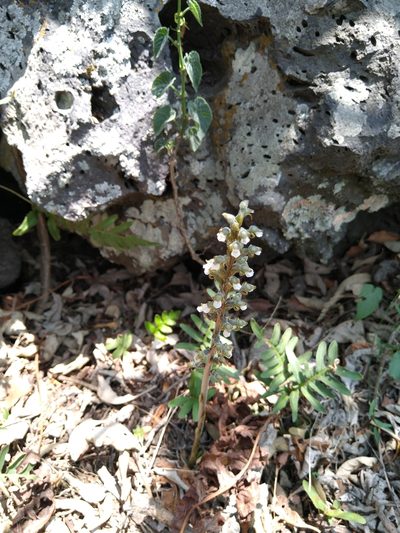 Sarcoglottis schaffneri, photographed by Jordi Martínez Martínez