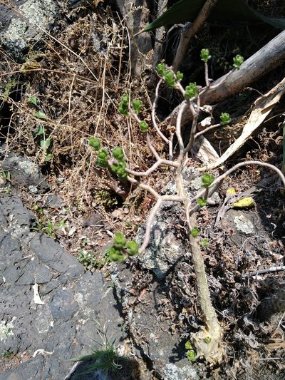 Sedum oxypetalum, photographed by Jordi Martínez Martínez