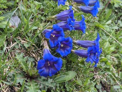 Gentiana clusii, photographed by Attila Oláh