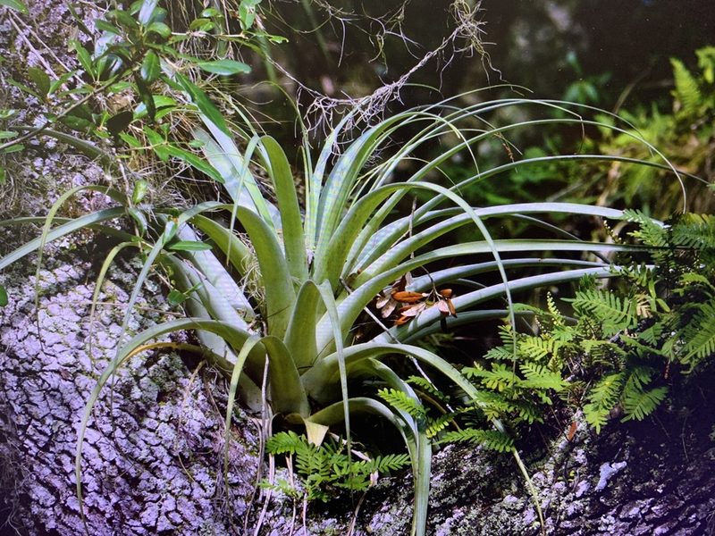 Tillandsia utriculata, photographed by Claire Herzog