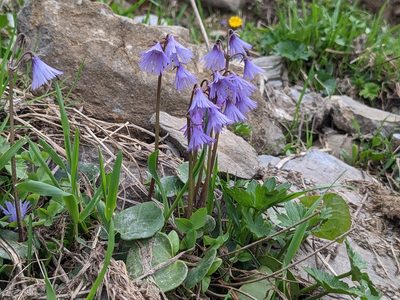 Soldanella alpina, photographed by Attila Oláh