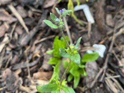 Asperugo procumbens, photographed by Pavel Kacl