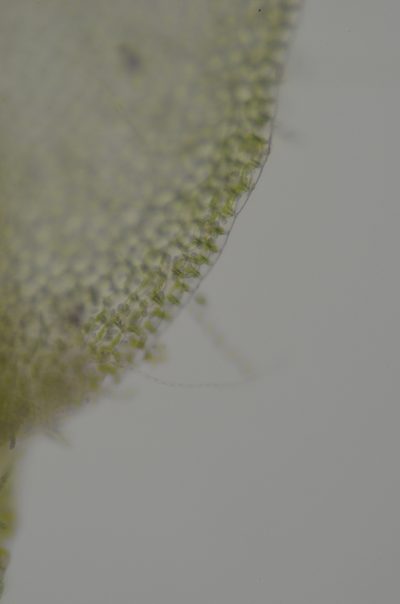Solenostoma fusiforme, photographed by Randal
