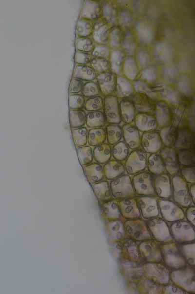 Solenostoma fusiforme, photographed by Randal