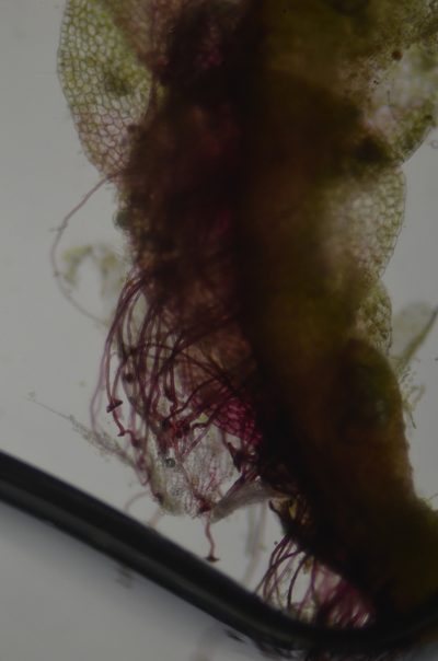 Solenostoma fusiforme, photographed by Randal