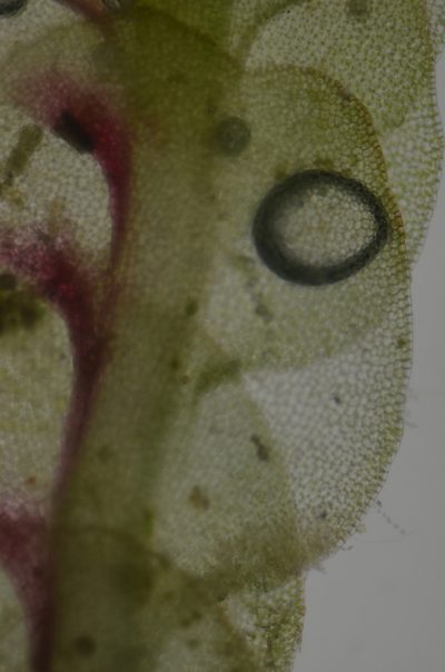 Solenostoma fusiforme, photographed by Randal