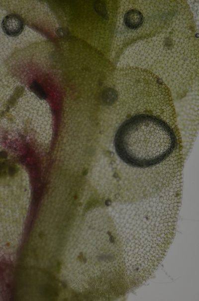Solenostoma fusiforme, photographed by Randal