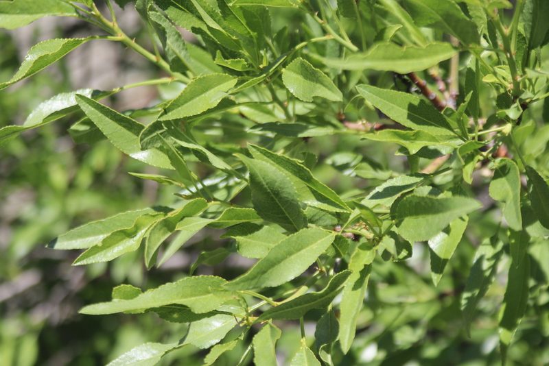 Prunus amygdalus, photographed by Edmundas Greimas