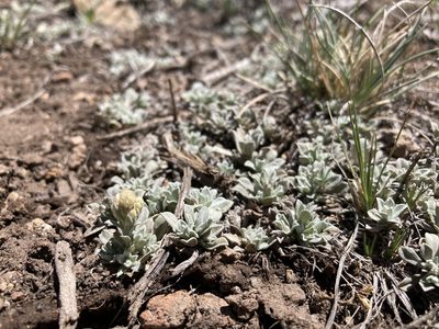 Antennaria parvifolia, photographed by Cecelia Alexander