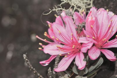 Bejaria imthurnii, photographed by Morten Ross
