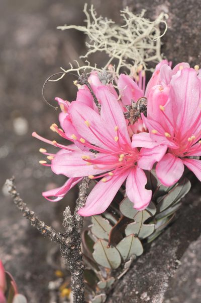 Bejaria imthurnii, photographed by Morten Ross