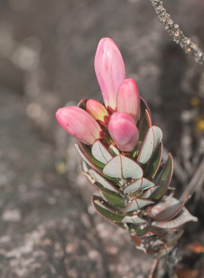 Bejaria imthurnii, photographed by Morten Ross