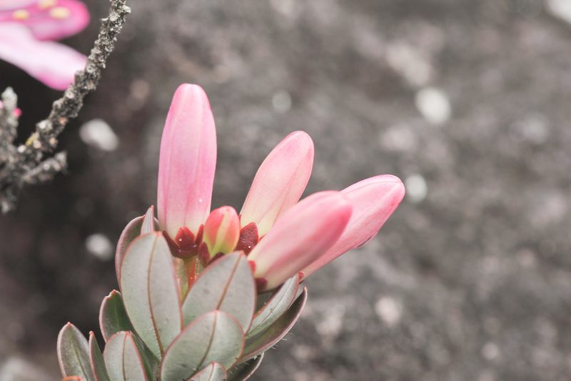 Bejaria imthurnii, photographed by Morten Ross