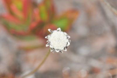 Rondonanthus roraimae, photographed by Morten Ross