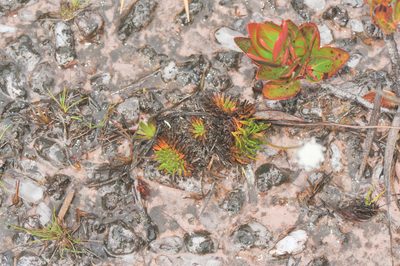 Rondonanthus roraimae, photographed by Morten Ross