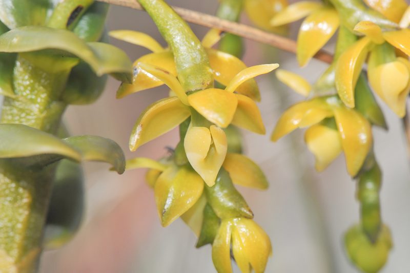 Epidendrum alsum, photographed by Morten Ross